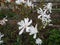 Spring flowering of beautiful large magnolia flowers