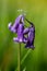 spring flowering bluebell