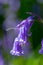 spring flowering bluebell