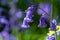 spring flowering bluebell