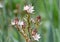 Spring flowering branched asphodel (lat. Asphodelus ramosus