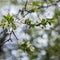 Spring flowering: branches of flowering apple or cherry in the park. White flowers of an apple tree or cherry on a background of