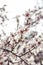 Spring flowering branches white flowers blossoms almond