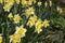 Spring flowering bulb plants in the flowerbed. Flowers daffodil yellow