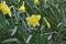 Spring flowering bulb plants in the flowerbed. Flowers daffodil yellow