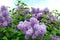 Spring flowering bush of fragrant lilac in Paris