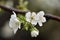 Spring flowering in the cherry orchard, after warm rain