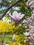 Spring flowering city Park. Magnolia. Forsythia.