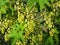 Spring flowering of currant