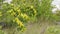 Spring flowering Cytisus ruthenicus.