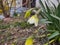 Spring flowering. Daffodil flower in grass.