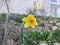 Spring flowering. Daffodil flower in grass.