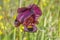 Spring flowering dark violet iris.