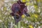 Spring flowering dark violet iris.