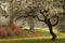 Spring Flowering Dogwood Southern Landscape