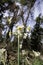 Spring flowering of forest wild daffodils. White and yellow Narcissus tazetta flowers