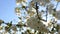 Spring flowering of a fruit tree branch. Abundant and delicate white flowers. Against the background of blue sky.