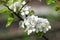 Spring flowering of fruit trees close up