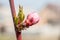 Spring flowering of fruit trees after the first warming