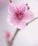 Spring flowering of fruit trees flowers peach macro