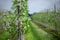 Spring flowering garden. Fruits rows of apples trees, grow on rural field