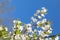Spring flowering garden. Lots of white buds and flowers on a cherry branch. Blue sky background