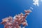 Spring flowering magnolia branch reach to the blue sky