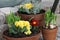 Spring flowering narcissus and primulas in pots