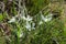 Spring flowering ornithogalum Latin - Ornithogalum