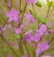 Spring flowering pink almond closeup