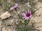 Spring flowering purple vipers grass lat.- Scorzonera purpurea