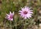 Spring flowering purple vipers grass lat.- Scorzonera purpurea