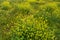 Spring flowering rapeseed in the field