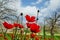 Spring flowering of red flowers anemones in green meadows in southern Israel. Red poppy flowers, national flower of Israel