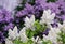 Spring flowering shrubs white and purple Syringa