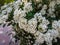 Spring flowering spiraea of the decorative bush