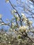 Spring, flowering tree, spring, stock photo, plant buds