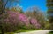 Spring flowering trees in Ohio