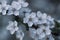 Spring flowering trees on a soft defocused background