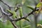 Spring flowering walnut