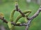 Spring flowering walnut