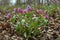 Spring flowering of wild plants (Pulmonaria obscura).