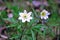 Spring flowering of the windmill in the forest close-up