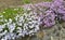 Spring flowers along a rock wall