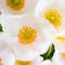 Spring flowers of Anemone sylvestris (snowdrop anemone)