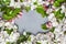 Spring flowers, apple tree branches with pink and white flowers and leaves on grey background, top view. Spring blossom