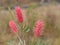 Spring flowers Australian Grevillea Coastal Sunset