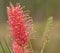 Spring flowers Australian ID Grevillea Coastal Sun