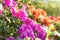 Spring flowers azalea