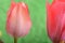 Spring flowers banner - bunch of red tulip flowers on green background